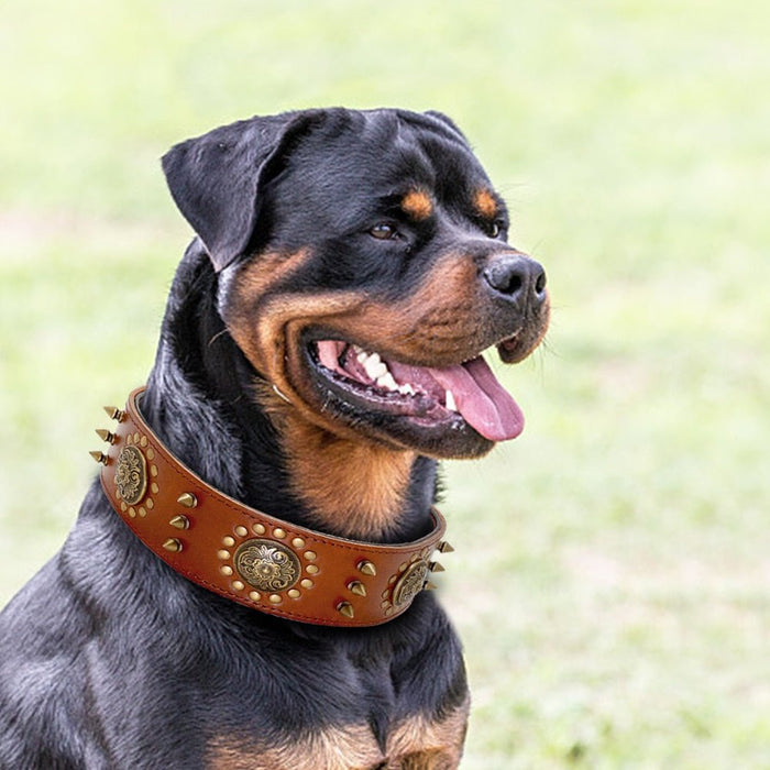Coleira em Cabedal para Cães de Raça Média e Grande - PetDoctors - Loja Online