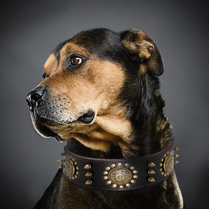 Coleira em Cabedal para Cães de Raça Média e Grande - PetDoctors - Loja Online