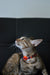 Coleira Pumpkin, para cães ou gatos (DASHI) - 4 tamanhos - PetDoctors - Loja Online