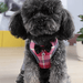 Conjunto de Trela e Arnês / Peitoral para Gatos ou Cães Pequenos, Macio e Respirável - PetDoctors - Loja Online