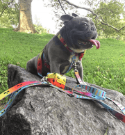 Dispensador de Sacos | California Dreamin' - PetDoctors - Loja Online