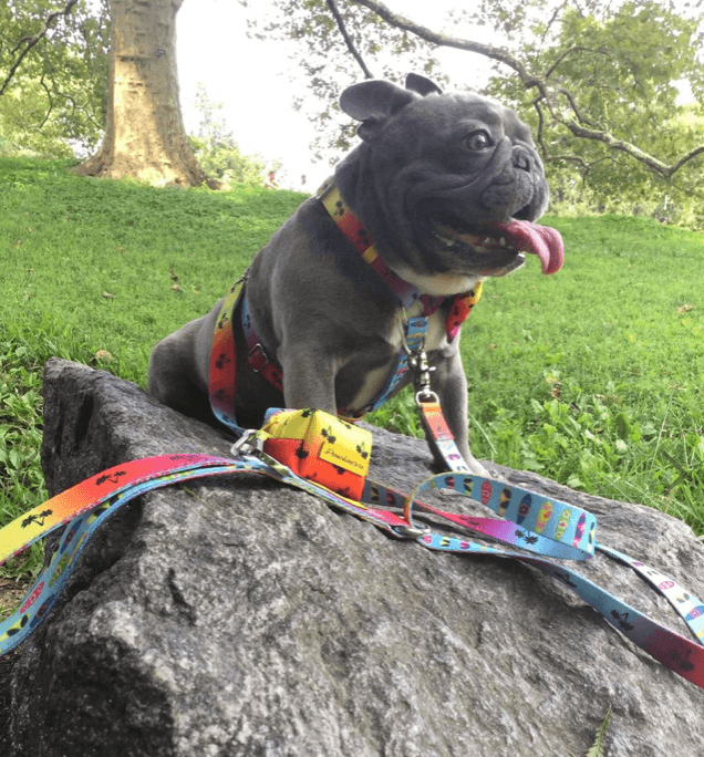 Dispensador de Sacos | California Dreamin' - PetDoctors - Loja Online