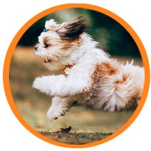 Droolings Condroprotetor e anti-inflamatório com 135 unidades, para cães - Suplemento natural para anca e articulações - PetDoctors - Loja Online