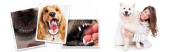 Escova de dentes para cães, 4 escovas de dentes - 2 de 3 cabeças e 2 normais - PetDoctors - Loja Online