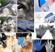 Escova Luva em Latex para Cães ou Gatos - PetDoctors - Loja Online