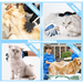 Escova Luva em Latex para Cães ou Gatos - PetDoctors - Loja Online