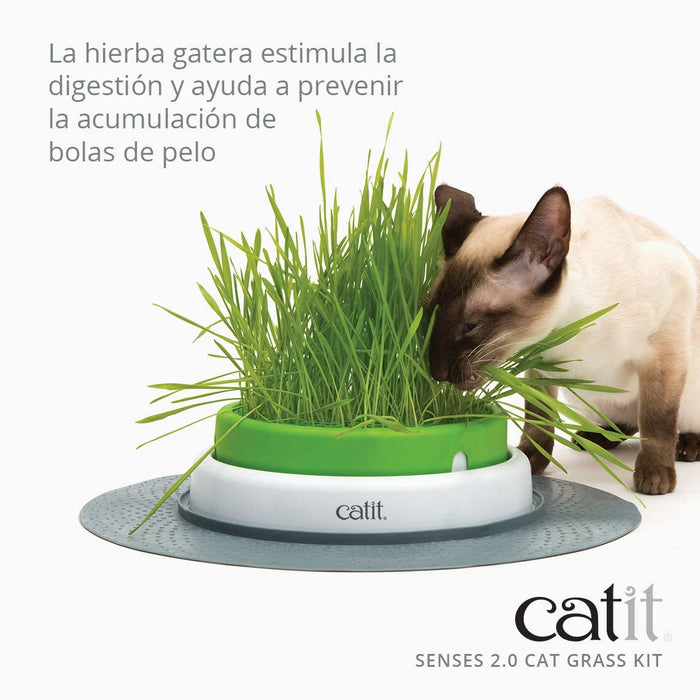 Germinador / Vaso sem Erva Gateira para Gatos - PetDoctors - Loja Online