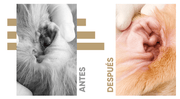 Limpador de ouvidos para cães e gatos (250 ml em gotas) - natural, com aloé vera e lavanda, sem álcool - PetDoctors - Loja Online