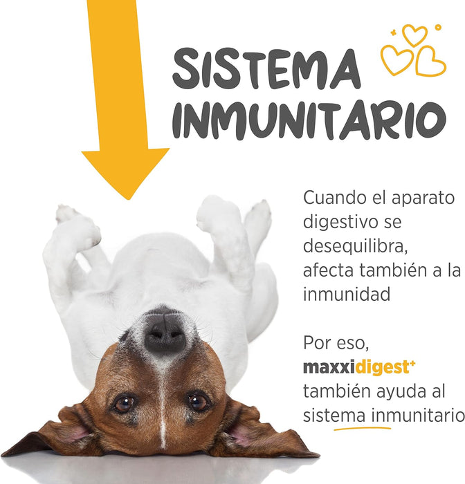 Maxxidigest+ Probiótico Poderoso - Diarreia, Antibacteriano, Alívio de alergias - PetDoctors - Loja Online