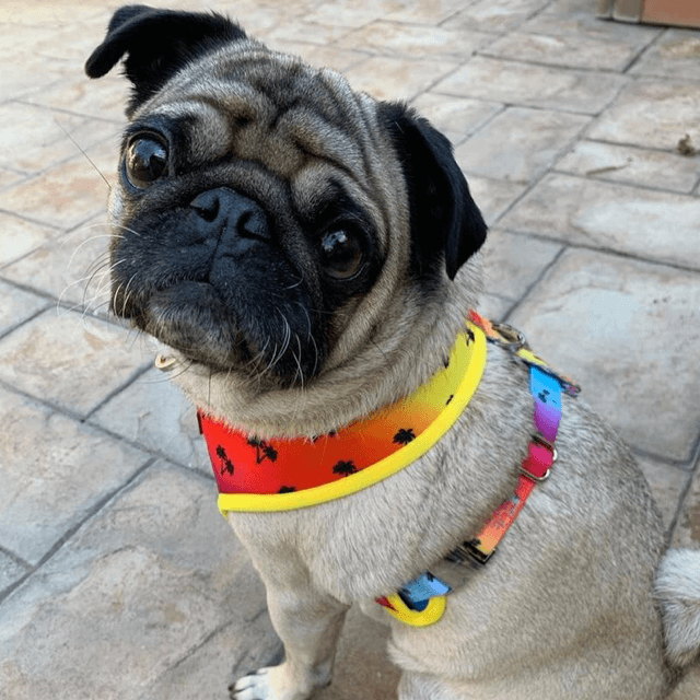 Peitoral Dupla Face California Dreamin' | Peitoral Versátil e Seguro | French Bulldog - PetDoctors - Loja Online
