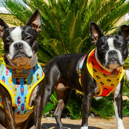 Peitoral Dupla Face California Dreamin' | Peitoral Versátil e Seguro | French Bulldog - PetDoctors - Loja Online