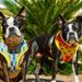 Peitoral Dupla Face California Dreamin' | Peitoral Versátil e Seguro | French Bulldog - PetDoctors - Loja Online