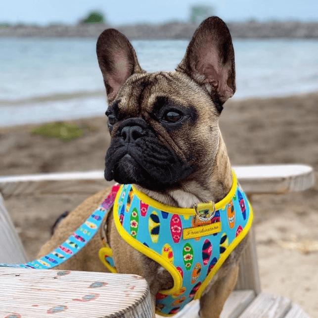 Peitoral Dupla Face California Dreamin' | Peitoral Versátil e Seguro | French Bulldog - PetDoctors - Loja Online
