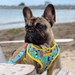 Peitoral Dupla Face California Dreamin' | Peitoral Versátil e Seguro | French Bulldog - PetDoctors - Loja Online