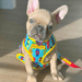 Peitoral Dupla Face California Dreamin' | Peitoral Versátil e Seguro | French Bulldog - PetDoctors - Loja Online