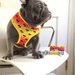 Peitoral Dupla Face California Dreamin' | Peitoral Versátil e Seguro | French Bulldog - PetDoctors - Loja Online