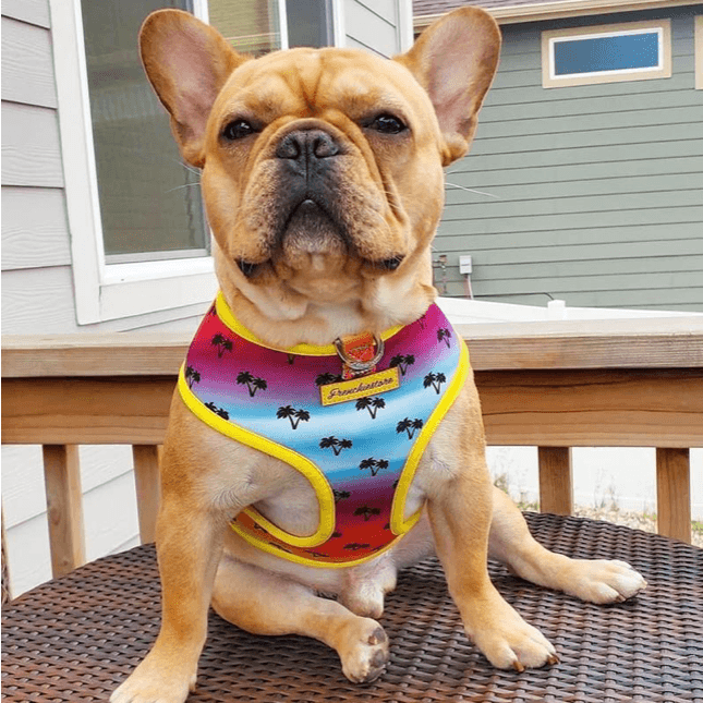 Peitoral Dupla Face California Dreamin' | Peitoral Versátil e Seguro | French Bulldog - PetDoctors - Loja Online
