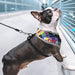 ❤️ Peitoral Respirável e Refletor para Cães de Raças Pequenas ou Médias ❤️ - PetDoctors - Loja Online