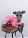 Pijama / Casaco Listado em Algodão, para Cães - PetDoctors - Loja Online