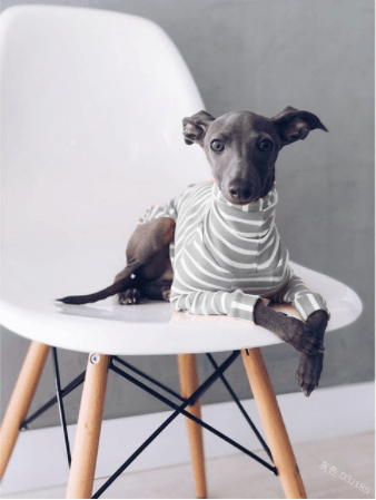 Pijama / Casaco Listado em Algodão, para Cães - PetDoctors - Loja Online