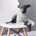 Pijama / Casaco Listado em Algodão, para Cães - PetDoctors - Loja Online