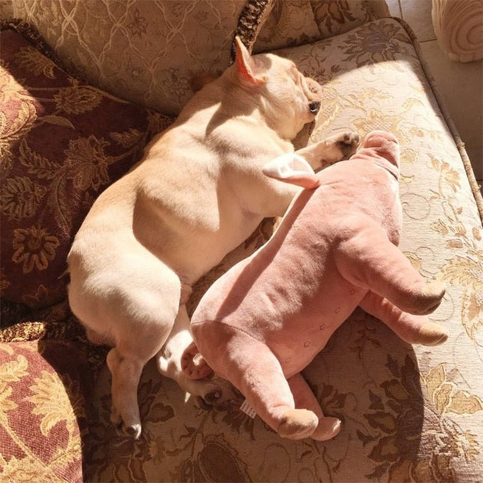 Porquinho Brinquedo em peluche para cães - PetDoctors - Loja Online