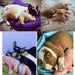 Porquinho Brinquedo em peluche para cães - PetDoctors - Loja Online