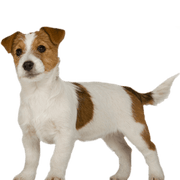 Royal Canin Junior Small Dog (800 gramas) - PetDoctors - Loja Online