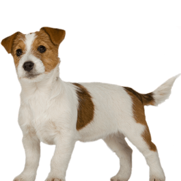 Royal Canin Junior Small Dog (800 gramas) - PetDoctors - Loja Online