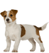 Royal Canin Junior Small Dog (800 gramas) - PetDoctors - Loja Online