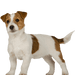 Royal Canin Junior Small Dog (800 gramas) - PetDoctors - Loja Online