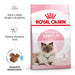 Royal Canin Mother & Babycat - PetDoctors - Loja Online