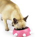 TAÇA / COMEDOURO PARA CÃO "BOSS SMALL" (GUZZINI) - PetDoctors - Loja Online