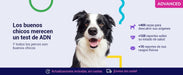 Teste DNA para Cães Advanced - (+ 150 relatórios de corrida, saúde e traços) - atualizações sem custo - PetDoctors - Loja Online