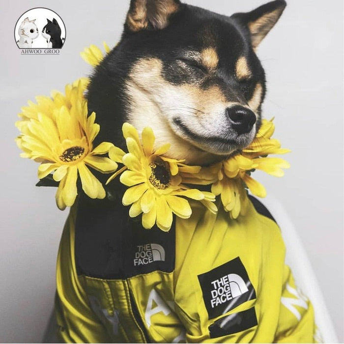 THE DOG FACE - Capa Impermeável Corta-Vento para Cães - PetDoctors - Loja Online