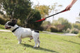 Trela de treino, Reflectora, com duas pegas, para cães - PetDoctors - Loja Online