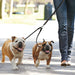 Trela em Cabedal para 2 Cães em simultâneo - PetDoctors - Loja Online