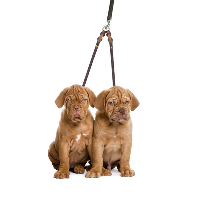 Trela em Cabedal para 2 Cães em simultâneo - PetDoctors - Loja Online