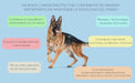 VITTALOGY Condroprotetor para cães. Anti-inflamatório natural com colagénio, condroitina, hialurónico e açafrão. Complemento alimentar para quadris, articulações e cartilagens (120 cápsulas) - PetDoctors - Loja Online
